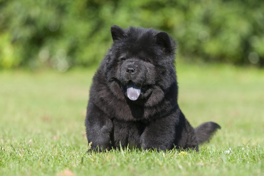 chow - aloof, blue-black tongue, breed, brush, China, Chow Chow, coat, dog, Han dynasty, Los Angeles, ruff, size, teeth, temperament, wolf