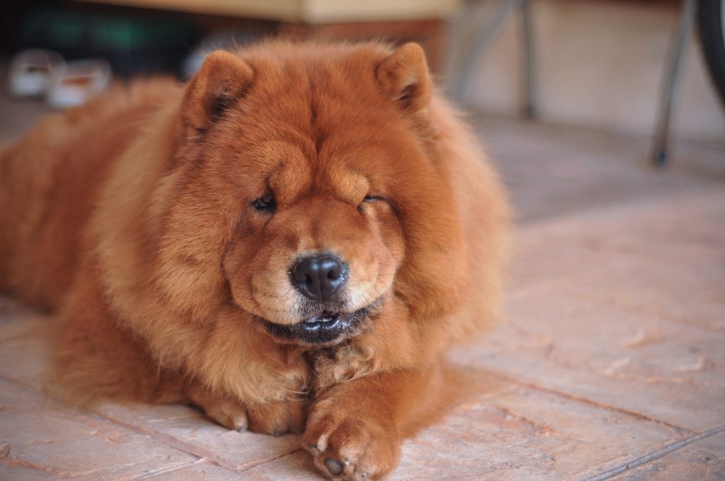 chow - aloof, blue-black tongue, breed, brush, China, Chow Chow, coat, dog, Han dynasty, Los Angeles, ruff, size, teeth, temperament, wolf